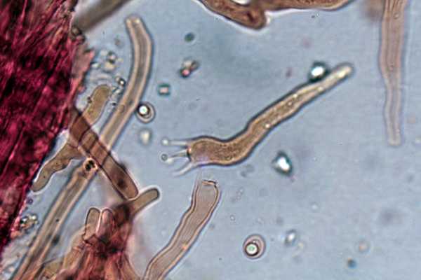 Phanerochaete martelliana ? (P. martelliana)